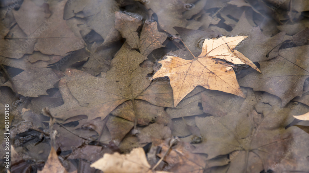 Winter leaves on the water