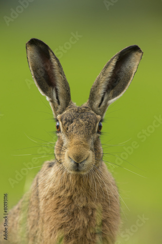 Tableau sur toile European Brown Hare - Lepus euroaeus