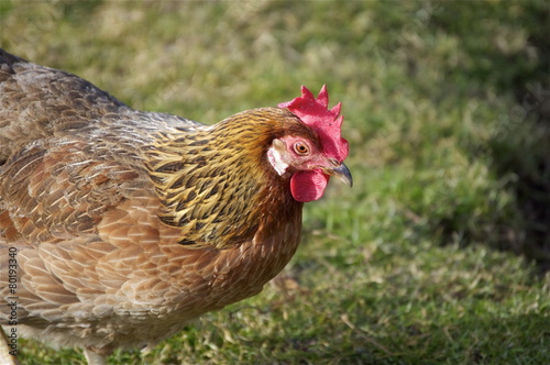 Glückliches braunes Huhn