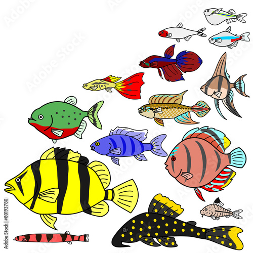 熱帯魚　淡水魚　種類