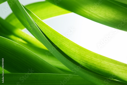 Green grass, plants background, white copy-space. #80194189