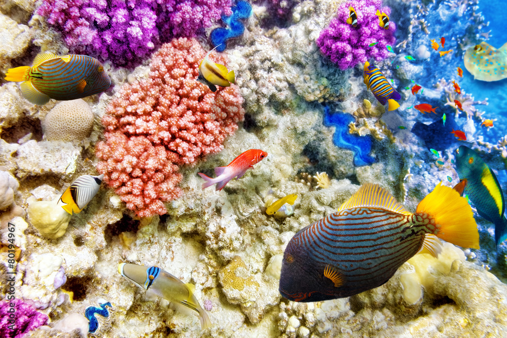 Obraz premium Underwater world with corals and tropical fish.