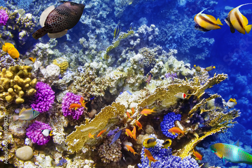 Fototapeta Naklejka Na Ścianę i Meble -  Underwater world with corals and tropical fish.
