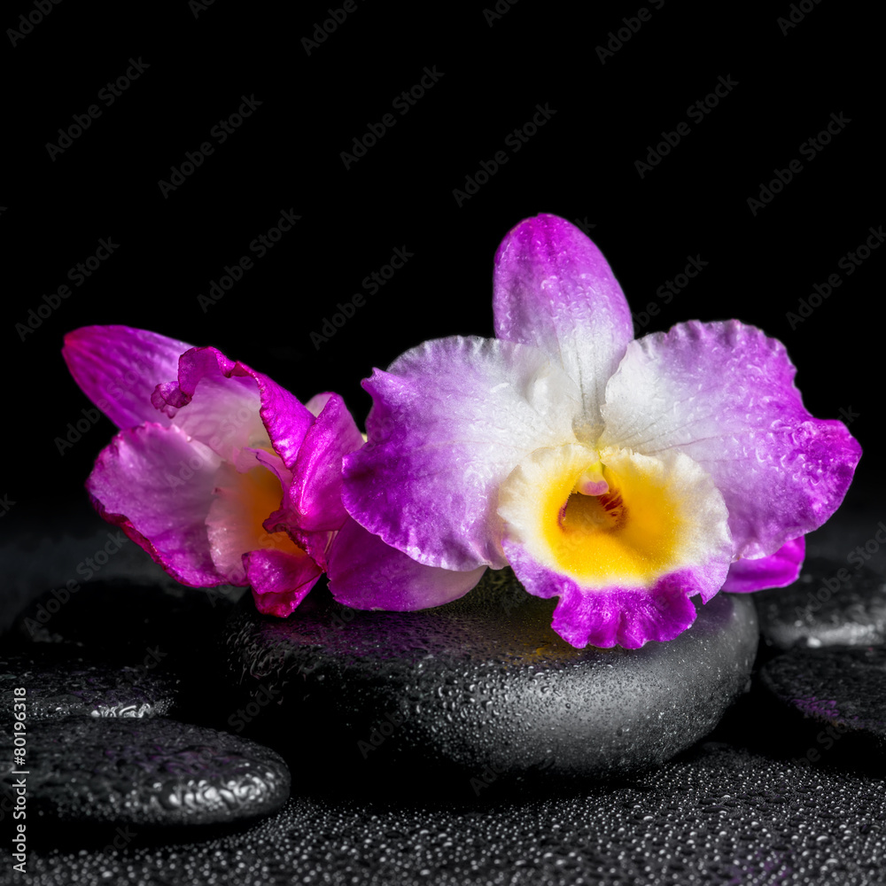 Naklejka premium spa concept of purple orchid dendrobium with drops on black zen