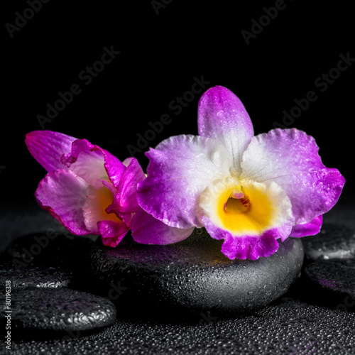 spa concept of purple orchid dendrobium with drops on black zen