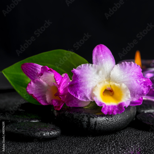 spa still life of purple orchid dendrobium, green leaf Calla lil