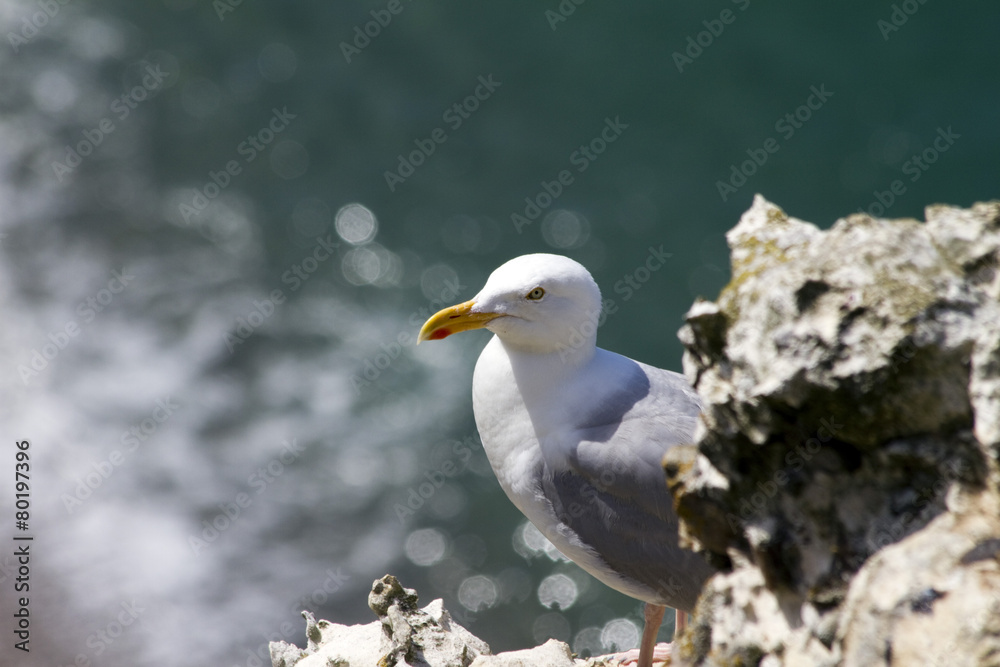 Étretat, Normandia, Gabbiano Étretat, Normandia, Gabbiano