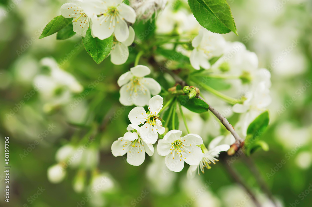 Obraz premium Cherry tree flowers