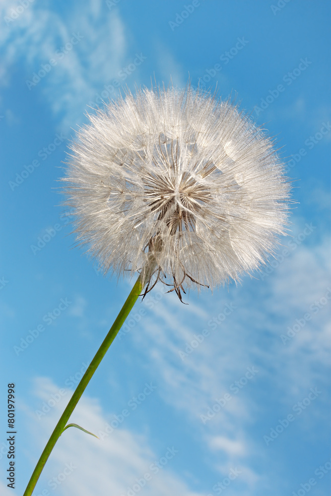 Dandelion against blue sky