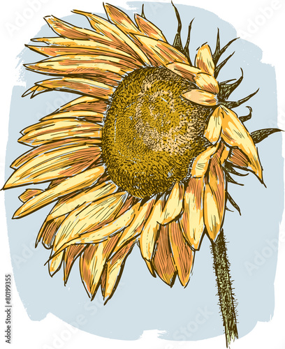 Fototapeta Naklejka Na Ścianę i Meble -  ripe sunflower