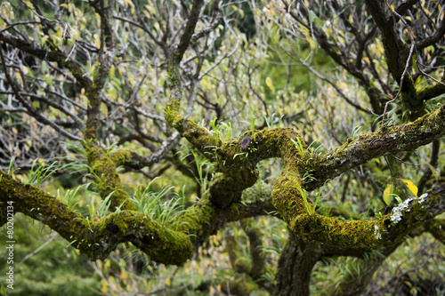 Moss and branches in the forest