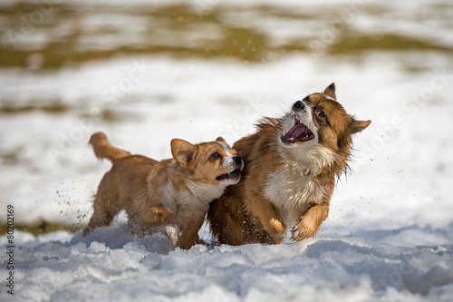 Junge Hunde im Schnee © R.Bitzer Photography
