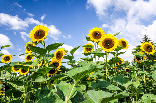 Fototapeta Naklejka Na Ścianę i Meble -  Sonnenblumen Feld