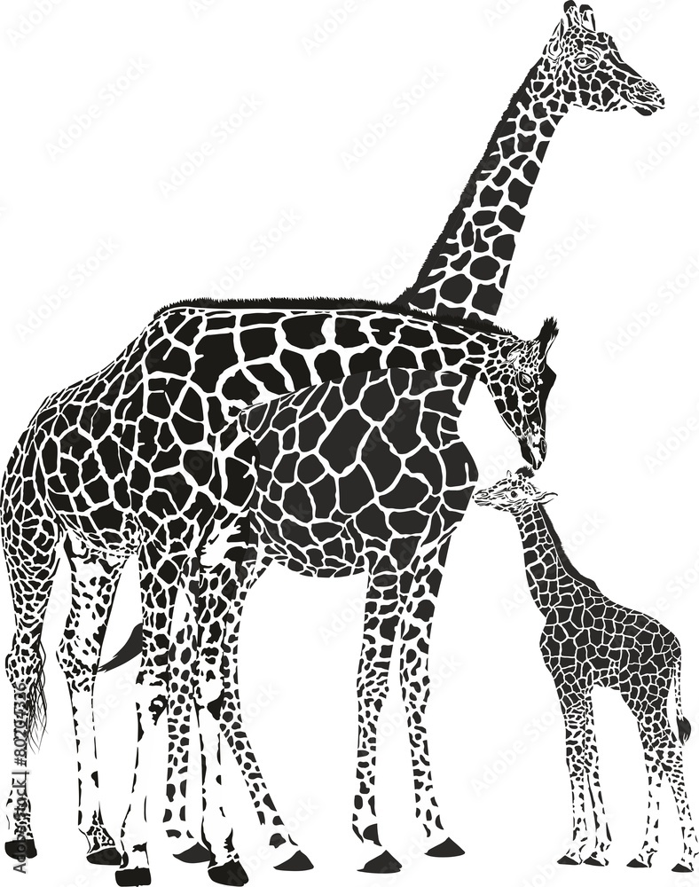 Naklejka premium Adult giraffes and baby giraffe