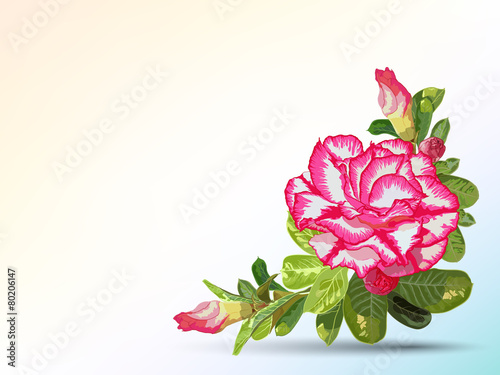 Bilde på lerret Background and label decorated with desert rose