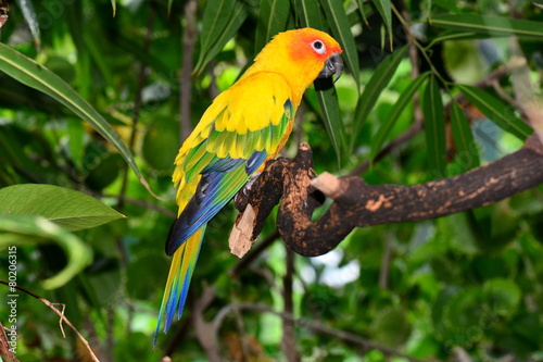 Sun Conure Parrot portrait