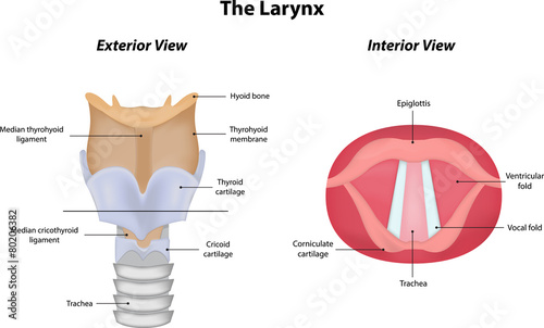 The Larynx Interior and Exterior photo