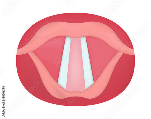 The Larynx and Vocal Cords Illustration