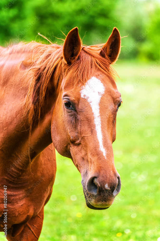 Fototapeta premium Potężny piękny koń stojący w polu i patrząc strai