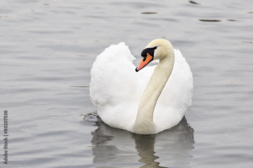 Fototapeta premium White Swans. Pond in the Moscow zoo.