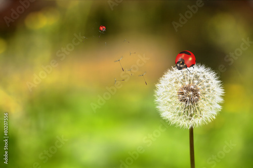 Ladybug and dandelion
