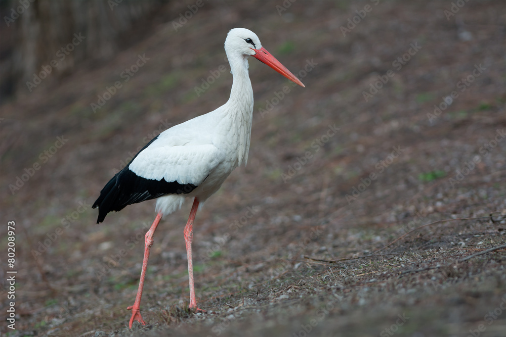 Fototapeta premium White stork