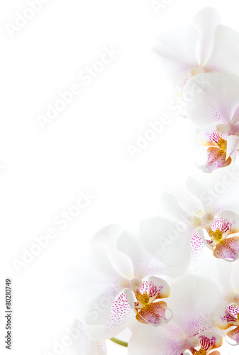 weiße Orchideenblüten isoliert auf dem weißen Hintergrund