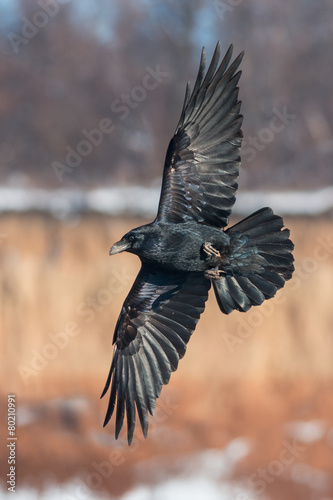 Raven in flight