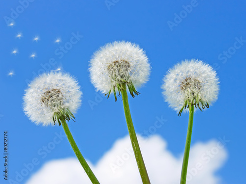 Three dandelion against the blue sky