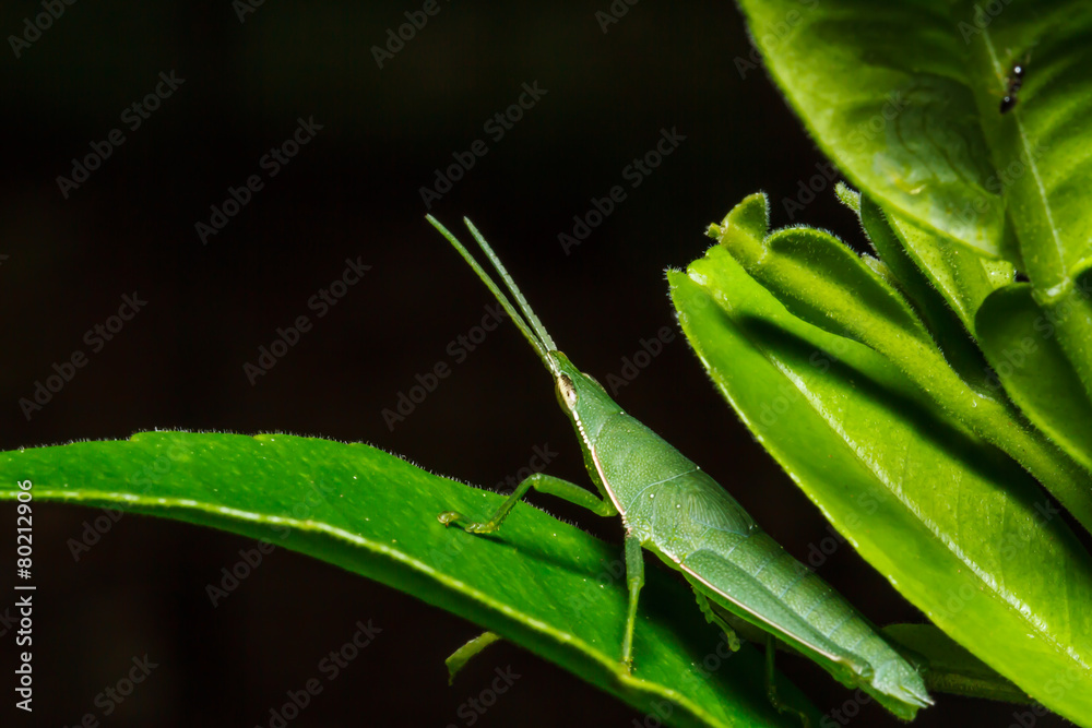 green grasshopper on grass leaf green grasshopper on grass leaf