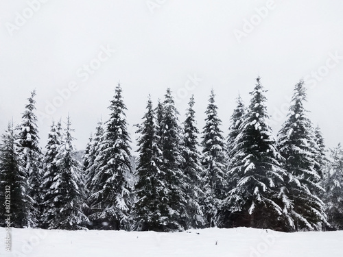 Winter Coniferous Trees © imagestock
