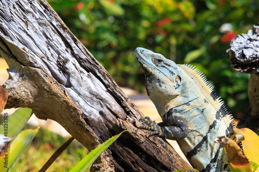 iguana on tree branch