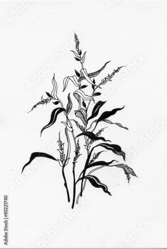 Handdrawn herb in sketch-style