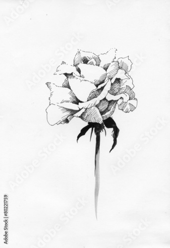 Handdrawn rose in sketch-style, on white background