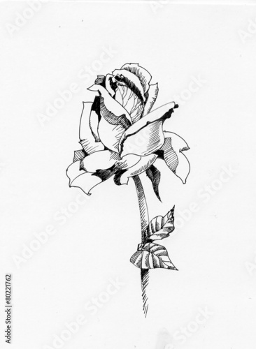 Handdrawn rose in sketch-style, isolated on white background