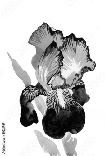 Beautiful iris painted in watercolor
