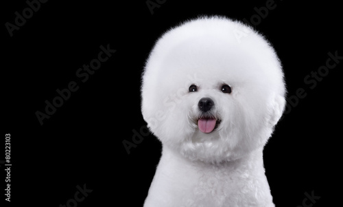 Photographie portrait of the bichon dog with white fur