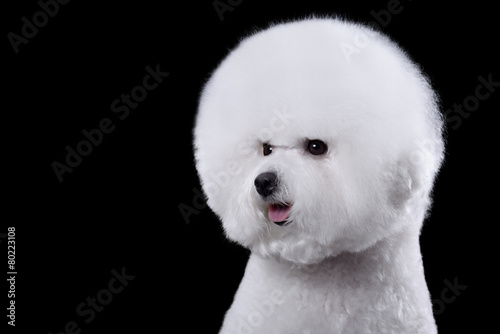 portrait of the bichon dog with white fur
