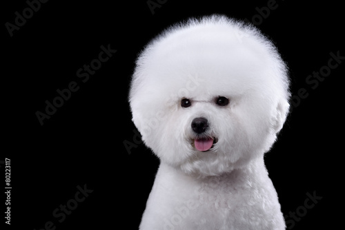 Photo portrait of the bichon dog with white fur