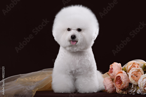 фотографія portrait of the bichon dog with white fur