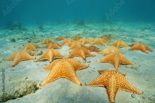 Under the sea a group of starfish in the Caribbean