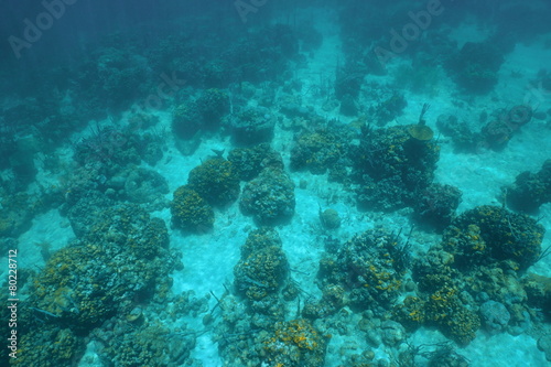 Fototapeta Naklejka Na Ścianę i Meble -  Underwater landscape over a Caribbean coral reef