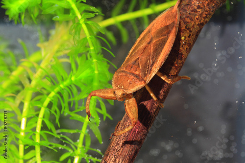 Giant water bug (Lethocerus deyrollei) in Japan photo