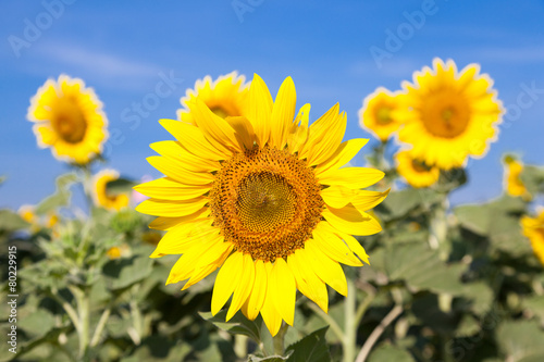 Sunflower in a field © vachiraphan