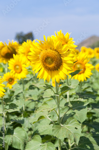 Sunflower in a field