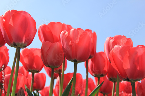 Pink tulips