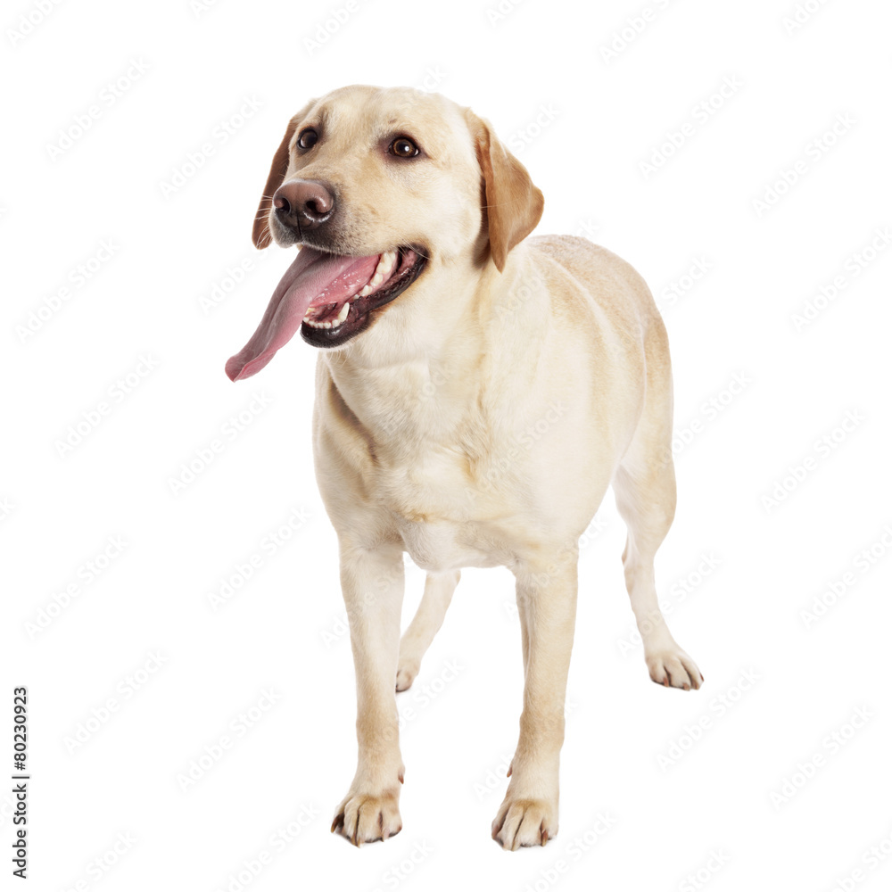 Pretty Labrador Retriever in front of white Background