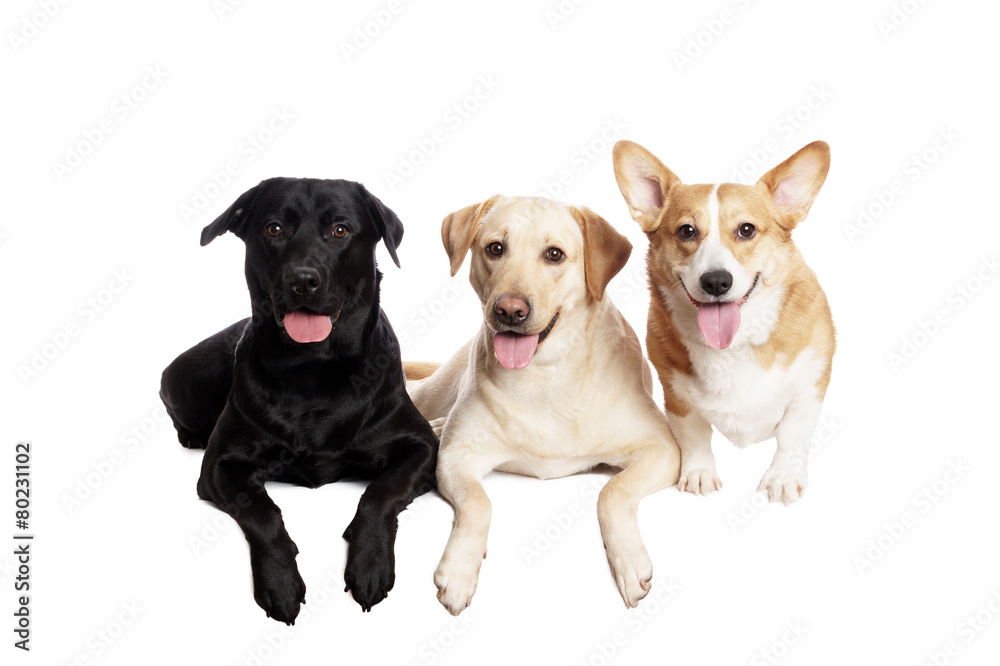 friendly Welsh Corgi and Labrador Retriever in front of white Ba