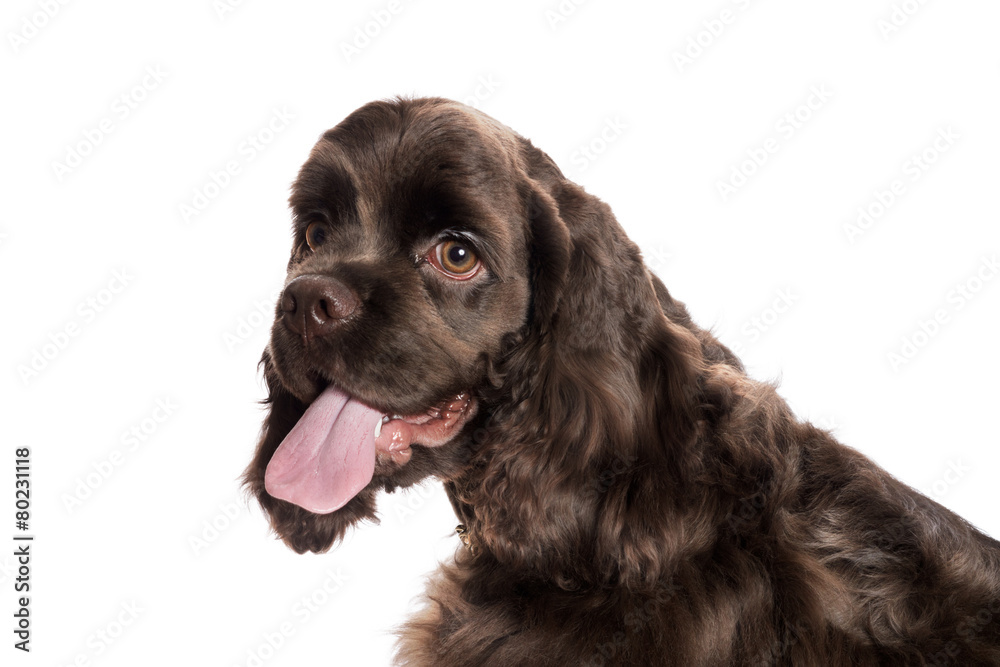 Brown American Cocker Spaniel and in front of white Background