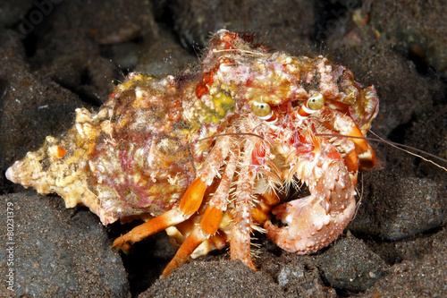 Marine Hermit Crab